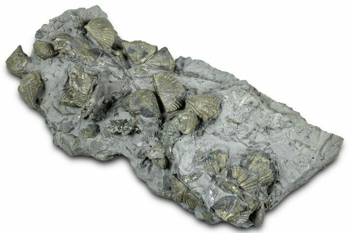 Cluster of Pyrite Replaced Brachiopods and Bryozoa - Ohio #325691